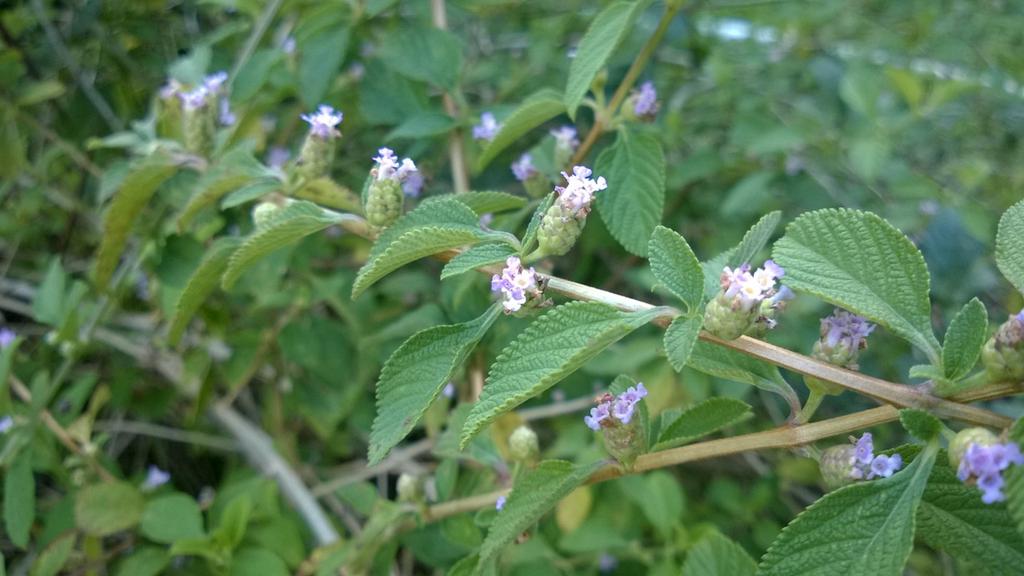 'Video thumbnail for What Are The Benefits Of Lippia Alba?'