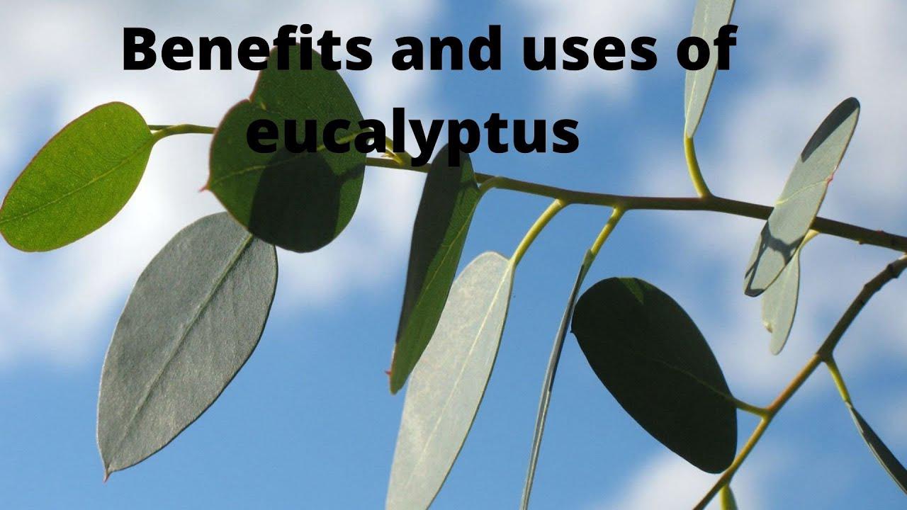 'Video thumbnail for Benefits of Eucalyptus Oil'