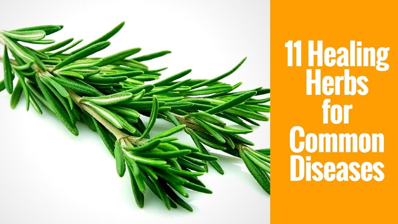 'Video thumbnail for Healing Herbs | 11 Herbs That Help You Prevent 11 Common Human Diseases'
